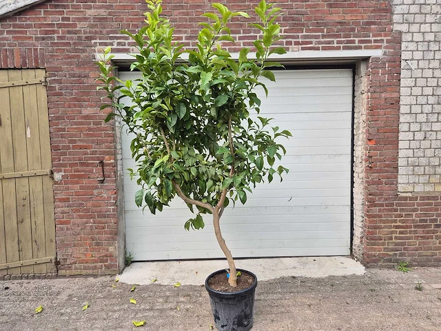Citroenboom - citrus limon - vrucht- / fruitboom - hoogte ca. 220 cm - afbeelding 1 van  3