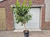 Citroenboom - citrus limon - vrucht- / fruitboom - hoogte ca. 220 cm - afbeelding 1 van  3