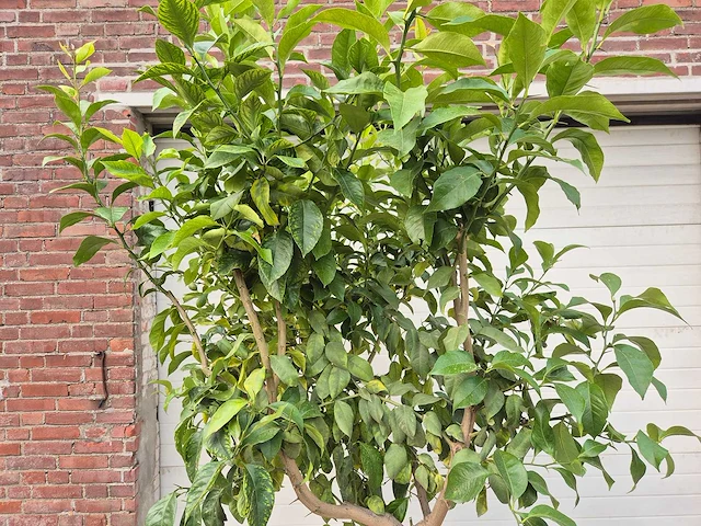 Citroenboom - citrus limon - vrucht- / fruitboom - hoogte ca. 220 cm - afbeelding 2 van  3