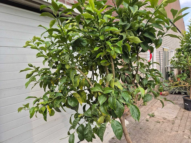 Citroenboom - citrus limon - vrucht- / fruitboom - hoogte ca. 220 cm - afbeelding 3 van  3