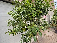 Citroenboom - citrus limon - vrucht- / fruitboom - hoogte ca. 220 cm - afbeelding 3 van  3