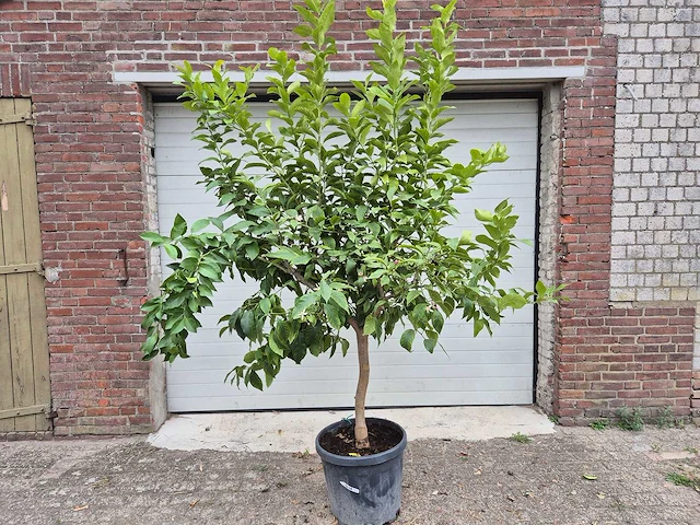 Citroenboom - citrus limon - vrucht- / fruitboom - hoogte ca. 220 cm - afbeelding 1 van  5