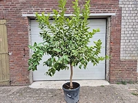 Citroenboom - citrus limon - vrucht- / fruitboom - hoogte ca. 220 cm - afbeelding 1 van  5