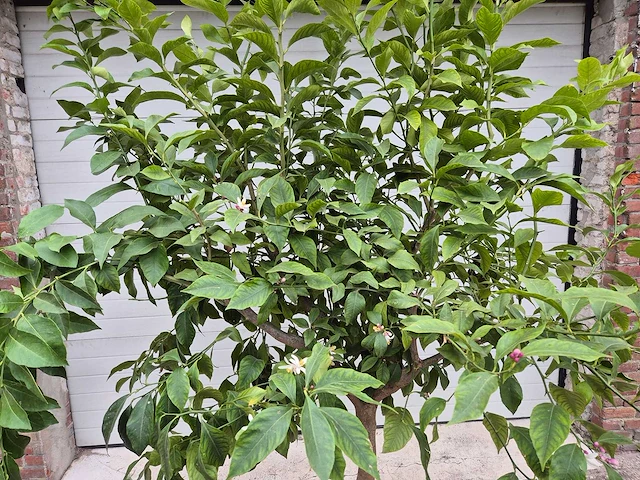 Citroenboom - citrus limon - vrucht- / fruitboom - hoogte ca. 220 cm - afbeelding 2 van  5