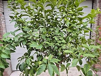 Citroenboom - citrus limon - vrucht- / fruitboom - hoogte ca. 220 cm - afbeelding 2 van  5