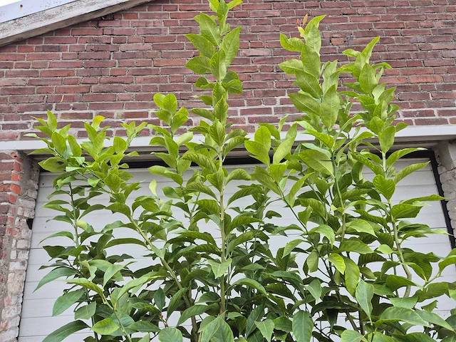 Citroenboom - citrus limon - vrucht- / fruitboom - hoogte ca. 220 cm - afbeelding 3 van  5