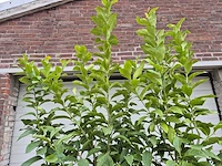 Citroenboom - citrus limon - vrucht- / fruitboom - hoogte ca. 220 cm - afbeelding 3 van  5