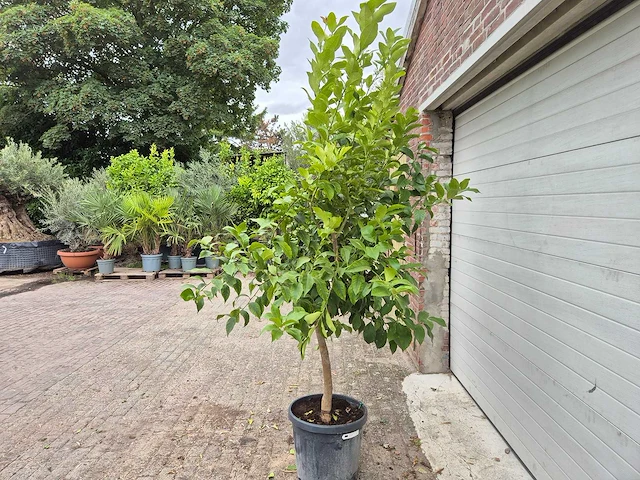 Citroenboom - citrus limon - vrucht- / fruitboom - hoogte ca. 220 cm - afbeelding 4 van  5