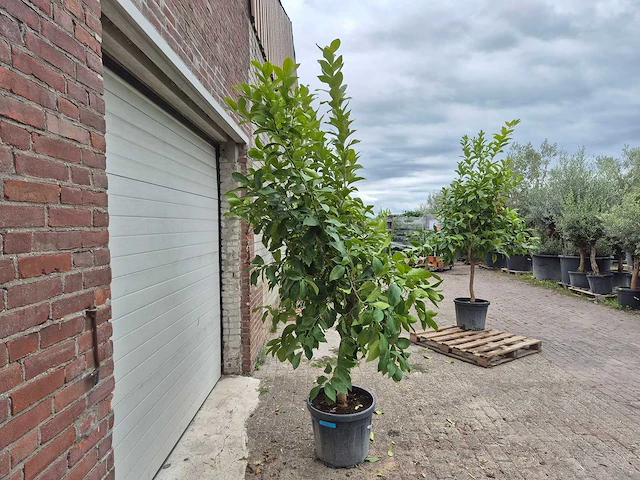 Citroenboom - citrus limon - vrucht- / fruitboom - hoogte ca. 220 cm - afbeelding 5 van  5
