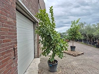 Citroenboom - citrus limon - vrucht- / fruitboom - hoogte ca. 220 cm - afbeelding 5 van  5