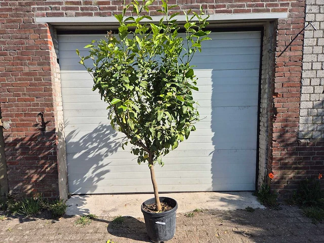 Citroenboom - citrus limon - vrucht- / fruitboom - hoogte ca. 230 cm - afbeelding 1 van  4