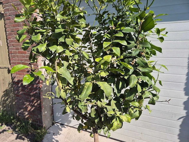 Citroenboom - citrus limon - vrucht- / fruitboom - hoogte ca. 230 cm - afbeelding 2 van  4