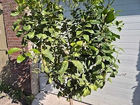 Citroenboom - citrus limon - vrucht- / fruitboom - hoogte ca. 230 cm - afbeelding 2 van  4