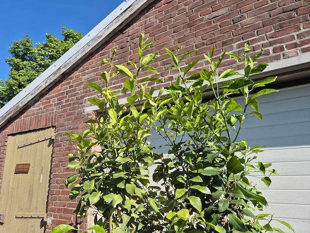 Citroenboom - citrus limon - vrucht- / fruitboom - hoogte ca. 230 cm - afbeelding 3 van  4