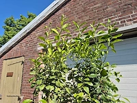 Citroenboom - citrus limon - vrucht- / fruitboom - hoogte ca. 230 cm - afbeelding 3 van  4