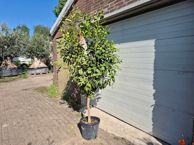 Citroenboom - citrus limon - vrucht- / fruitboom - hoogte ca. 230 cm - afbeelding 4 van  4