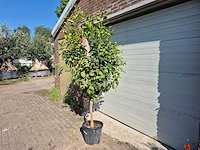 Citroenboom - citrus limon - vrucht- / fruitboom - hoogte ca. 230 cm - afbeelding 4 van  4