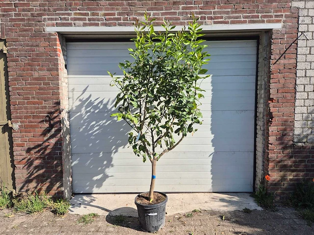 Citroenboom - citrus limon - vrucht- / fruitboom - hoogte ca. 230 cm - afbeelding 1 van  4