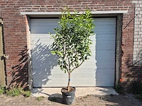 Citroenboom - citrus limon - vrucht- / fruitboom - hoogte ca. 230 cm - afbeelding 1 van  4