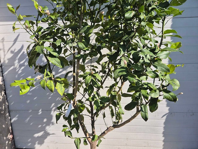 Citroenboom - citrus limon - vrucht- / fruitboom - hoogte ca. 230 cm - afbeelding 2 van  4