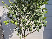 Citroenboom - citrus limon - vrucht- / fruitboom - hoogte ca. 230 cm - afbeelding 2 van  4