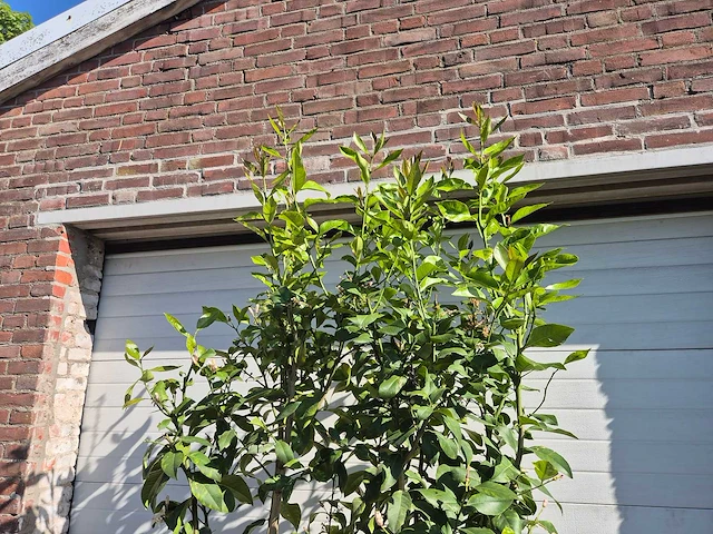 Citroenboom - citrus limon - vrucht- / fruitboom - hoogte ca. 230 cm - afbeelding 3 van  4