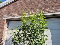 Citroenboom - citrus limon - vrucht- / fruitboom - hoogte ca. 230 cm - afbeelding 3 van  4