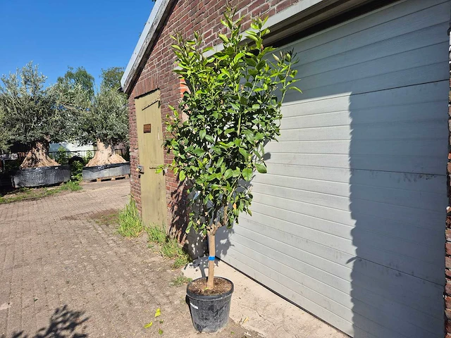 Citroenboom - citrus limon - vrucht- / fruitboom - hoogte ca. 230 cm - afbeelding 4 van  4
