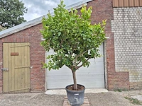 Citroenboom - citrus limon - vrucht- / fruitboom - hoogte ca. 230 cm - afbeelding 1 van  5
