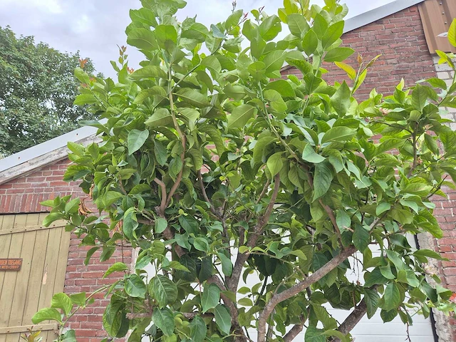 Citroenboom - citrus limon - vrucht- / fruitboom - hoogte ca. 230 cm - afbeelding 2 van  5