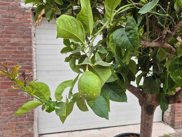 Citroenboom - citrus limon - vrucht- / fruitboom - hoogte ca. 230 cm - afbeelding 3 van  5