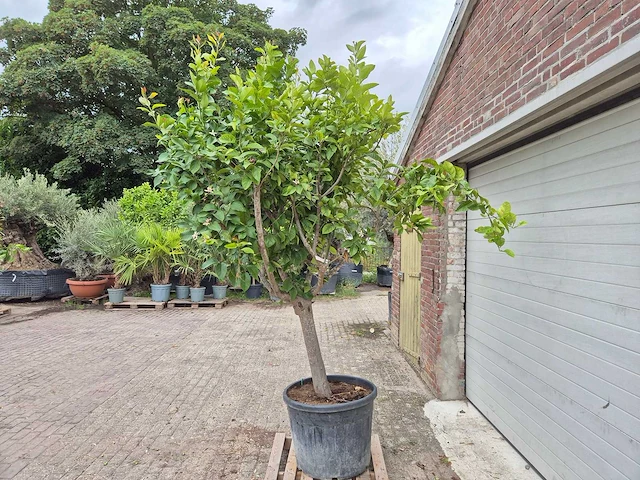 Citroenboom - citrus limon - vrucht- / fruitboom - hoogte ca. 230 cm - afbeelding 4 van  5