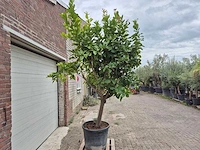 Citroenboom - citrus limon - vrucht- / fruitboom - hoogte ca. 230 cm - afbeelding 5 van  5