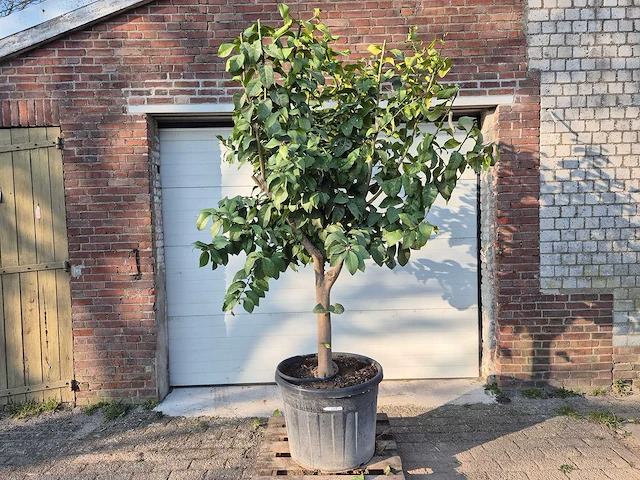 Citroenboom - citrus limon - vrucht- / fruitboom - hoogte ca. 250 cm - afbeelding 1 van  5