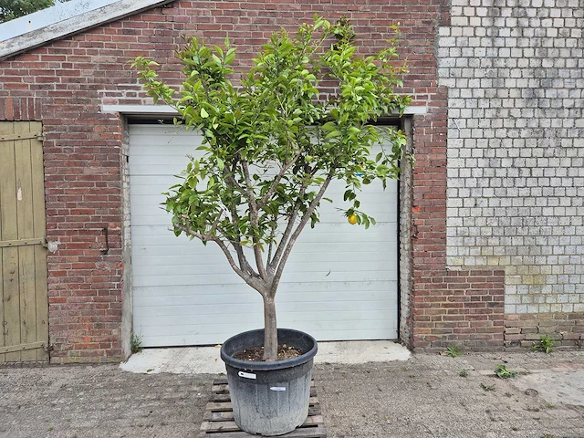 Citroenboom - citrus limon - vrucht- / fruitboom - hoogte ca. 250 cm - afbeelding 1 van  6
