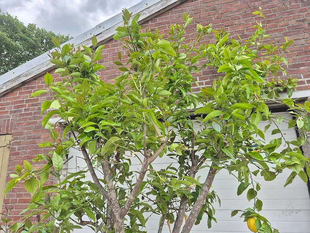 Citroenboom - citrus limon - vrucht- / fruitboom - hoogte ca. 250 cm - afbeelding 2 van  6