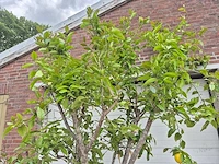 Citroenboom - citrus limon - vrucht- / fruitboom - hoogte ca. 250 cm - afbeelding 2 van  6