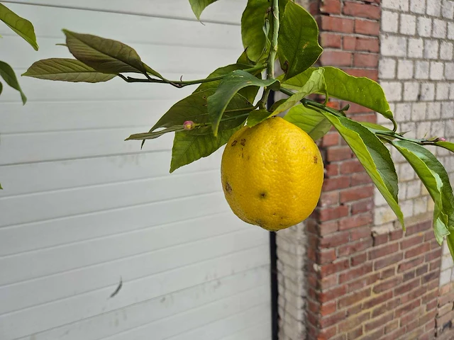 Citroenboom - citrus limon - vrucht- / fruitboom - hoogte ca. 250 cm - afbeelding 3 van  6