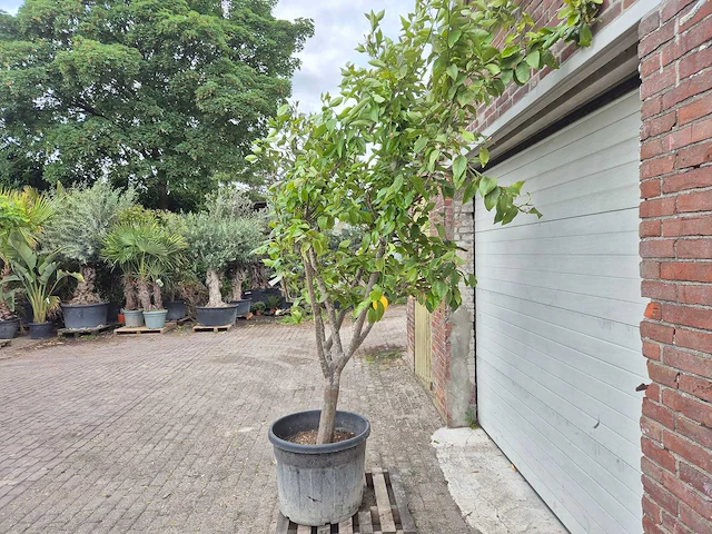 Citroenboom - citrus limon - vrucht- / fruitboom - hoogte ca. 250 cm - afbeelding 4 van  6