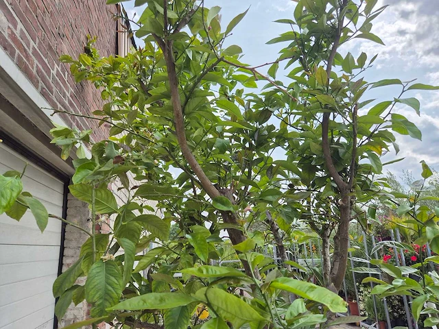 Citroenboom - citrus limon - vrucht- / fruitboom - hoogte ca. 250 cm - afbeelding 5 van  6