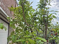 Citroenboom - citrus limon - vrucht- / fruitboom - hoogte ca. 250 cm - afbeelding 5 van  6