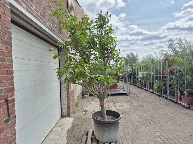 Citroenboom - citrus limon - vrucht- / fruitboom - hoogte ca. 250 cm - afbeelding 6 van  6