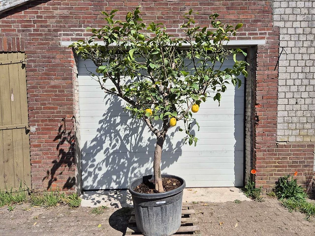 Citroenboom - citrus limon - vrucht- / fruitboom - hoogte ca. 250 cm - afbeelding 1 van  4
