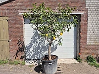 Citroenboom - citrus limon - vrucht- / fruitboom - hoogte ca. 250 cm - afbeelding 1 van  4