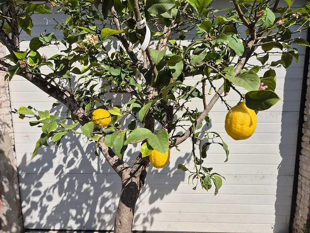 Citroenboom - citrus limon - vrucht- / fruitboom - hoogte ca. 250 cm - afbeelding 2 van  4