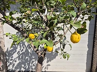 Citroenboom - citrus limon - vrucht- / fruitboom - hoogte ca. 250 cm - afbeelding 2 van  4
