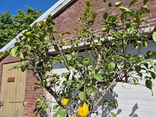 Citroenboom - citrus limon - vrucht- / fruitboom - hoogte ca. 250 cm - afbeelding 3 van  4
