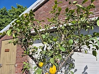 Citroenboom - citrus limon - vrucht- / fruitboom - hoogte ca. 250 cm - afbeelding 3 van  4