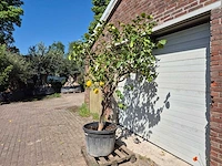 Citroenboom - citrus limon - vrucht- / fruitboom - hoogte ca. 250 cm - afbeelding 4 van  4