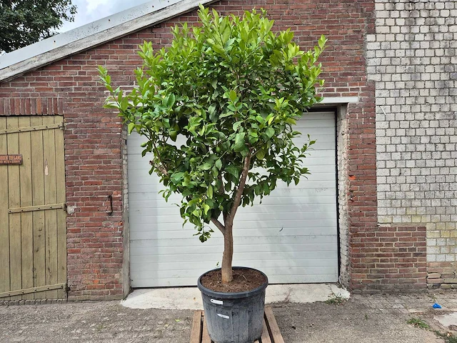 Citroenboom - citrus limon - vrucht- / fruitboom - hoogte ca. 250 cm - afbeelding 1 van  7